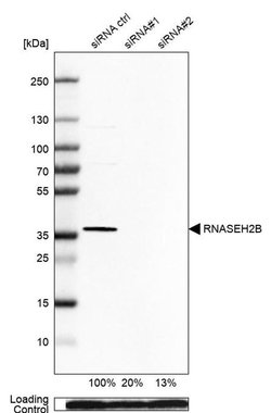 RNaseH2B Rabbit anti-Human, Polyclonal, Invitrogen 100 &mu;L; Unconjugated:Antibodies,