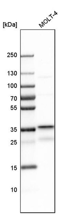 RNaseH2B Rabbit anti-Human, Polyclonal, Invitrogen 100 &mu;L; Unconjugated:Antibodies,