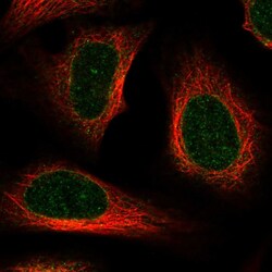 Invitrogen Aladin Polyclonal Antibody 100 &mu;L; Unconjugated:Antibodies,