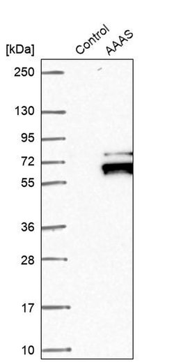 Invitrogen Aladin Polyclonal Antibody 100 &mu;L; Unconjugated:Antibodies,