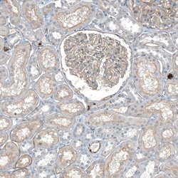 Invitrogen Agrin Polyclonal Antibody 100 &mu;L; Unconjugated:Antibodies,