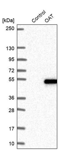 OAT Polyclonal Antibody:Antibodies, Polyclonal