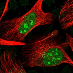 Invitrogen H1FX Polyclonal Antibody 100 &mu;L; Unconjugated:Antibodies,