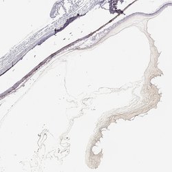 Invitrogen COL9A3 Polyclonal Antibody 100 &mu;L; Unconjugated:Antibodies,