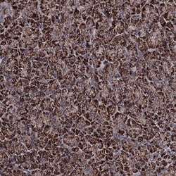 Invitrogen COA4 Polyclonal Antibody 100 &mu;L; Unconjugated:Antibodies,