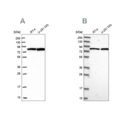 Invitrogen CSTF3 Polyclonal Antibody 100 &mu;L | Buy Online | Invitrogen&trade; | Fisher Scientific