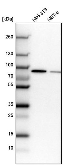 Invitrogen CSTF3 Polyclonal Antibody 100 &mu;L | Buy Online | Invitrogen&trade; | Fisher Scientific