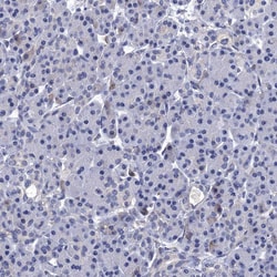 Invitrogen SPON2 Polyclonal Antibody 100 &mu;L; Unconjugated:Antibodies,
