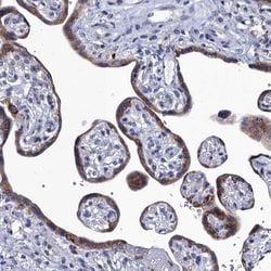 Invitrogen SPON2 Polyclonal Antibody 100 &mu;L; Unconjugated:Antibodies,