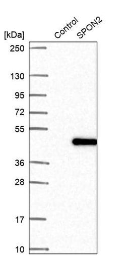 Invitrogen SPON2 Polyclonal Antibody 100 &mu;L; Unconjugated:Antibodies,
