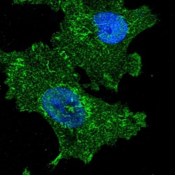 Invitrogen FAM222A Polyclonal Antibody 100 &mu;L; Unconjugated:Antibodies,