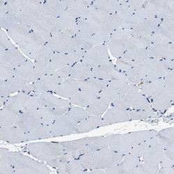 Invitrogen FAM222A Polyclonal Antibody 100 &mu;L; Unconjugated:Antibodies,