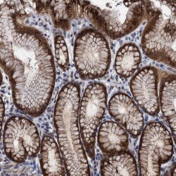 Invitrogen FAM222A Polyclonal Antibody 100 &mu;L; Unconjugated:Antibodies,