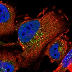 Invitrogen SEC24C Polyclonal Antibody 100 &mu;L | Buy Online | Invitrogen&trade; | Fisher Scientific