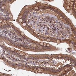 Invitrogen SEC24C Polyclonal Antibody 100 &mu;L | Buy Online | Invitrogen&trade; | Fisher Scientific