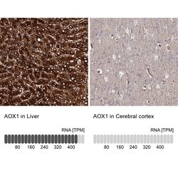 Invitrogen AOX1 Polyclonal Antibody 100 &mu;L | Buy Online | Invitrogen&trade; | Fisher Scientific