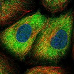 Invitrogen Sorbitol Dehydrogenase Polyclonal Antibody 100 &mu;L; Unconjugated:Antibodies,
