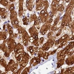 Invitrogen Sorbitol Dehydrogenase Polyclonal Antibody 100 &mu;L; Unconjugated:Antibodies,