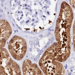 Invitrogen Sorbitol Dehydrogenase Polyclonal Antibody 100 &mu;L; Unconjugated:Antibodies,