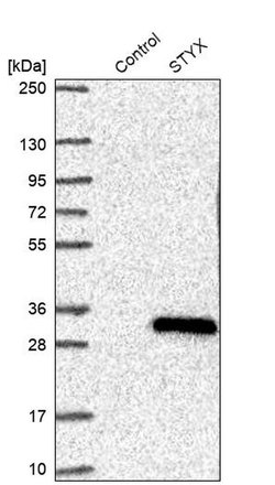 Invitrogen STYX Polyclonal Antibody 100 &mu;L; Unconjugated:Antibodies,