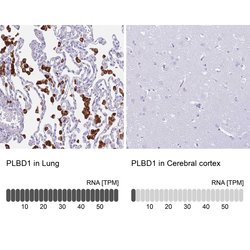 Invitrogen PLBD1 Polyclonal Antibody 100 &mu;L; Unconjugated:Antibodies,