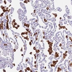 Invitrogen PLBD1 Polyclonal Antibody 100 &mu;L; Unconjugated:Antibodies,