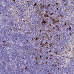 Invitrogen PLBD1 Polyclonal Antibody 100 &mu;L; Unconjugated:Antibodies,
