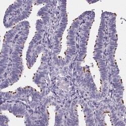 SPEF2 Polyclonal Antibody:Antibodies, Polyclonal