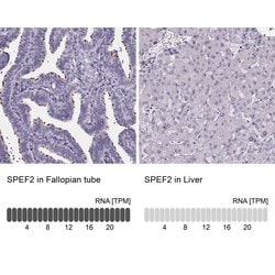 SPEF2 Polyclonal Antibody:Antibodies, Polyclonal