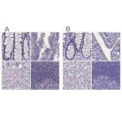 SPEF2 Polyclonal Antibody:Antibodies, Polyclonal