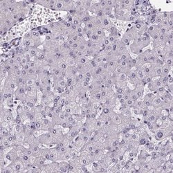 SPEF2 Polyclonal Antibody:Antibodies, Polyclonal