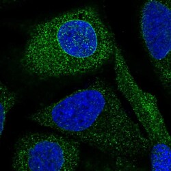 Invitrogen BRAP Polyclonal Antibody 100 &mu;L; Unconjugated:Antibodies,