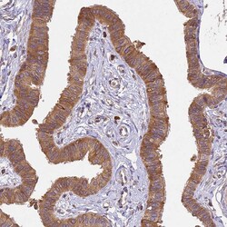 Invitrogen BRAP Polyclonal Antibody 100 &mu;L; Unconjugated:Antibodies,
