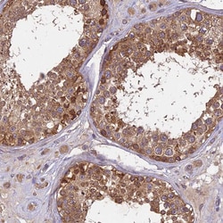 Invitrogen BRAP Polyclonal Antibody 100 &mu;L; Unconjugated:Antibodies,