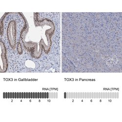 Invitrogen TOX3 Polyclonal Antibody 100 &mu;L; Unconjugated:Antibodies,