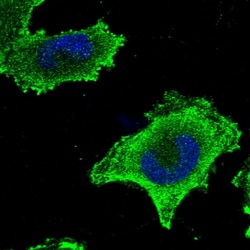 Invitrogen CEP57L1 Polyclonal Antibody 100 &mu;L; Unconjugated:Antibodies,