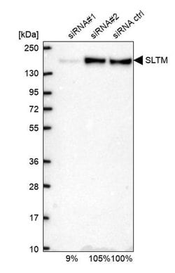 Invitrogen SLTM Polyclonal Antibody 100 &mu;L; Unconjugated:Anticuerpos