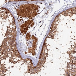 Invitrogen MNS1 Polyclonal Antibody 100 &mu;L; Unconjugated:Antibodies,