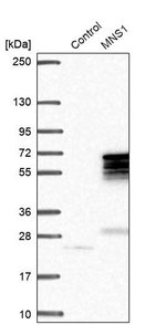 MNS1 Polyclonal Antibody, Invitrogen™