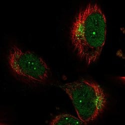 Invitrogen NBEA Polyclonal Antibody 100 &mu;L; Unconjugated:Antibodies,