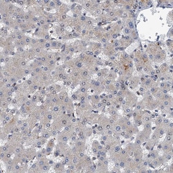 Invitrogen NBEA Polyclonal Antibody 100 &mu;L; Unconjugated:Antibodies,