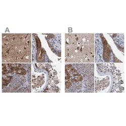 Invitrogen NBEA Polyclonal Antibody 100 &mu;L; Unconjugated:Antibodies,