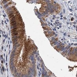 Invitrogen NBEA Polyclonal Antibody 100 &mu;L; Unconjugated:Antibodies,