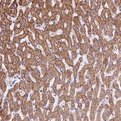 Invitrogen VWCE Polyclonal Antibody 100 &mu;L; Unconjugated:Antibodies,