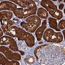 beta L Crystallin Polyclonal Antibody:Antibodies, Polyclonal