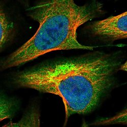 Invitrogen KLC2 Polyclonal Antibody 100 &mu;L; Unconjugated:Antibodies,