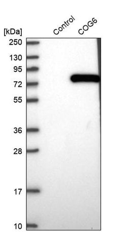 Invitrogen COG6 Polyclonal Antibody 100 &mu;L; Unconjugated:Antibodies,