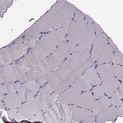 Invitrogen Cystatin F Polyclonal Antibody 100 &mu;L; Unconjugated:Antibodies,