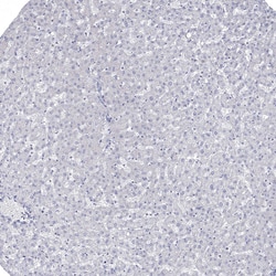 Invitrogen JLP Polyclonal Antibody 100 &mu;L; Unconjugated:Antibodies,