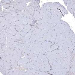 Invitrogen JLP Polyclonal Antibody 100 &mu;L; Unconjugated:Antibodies,
